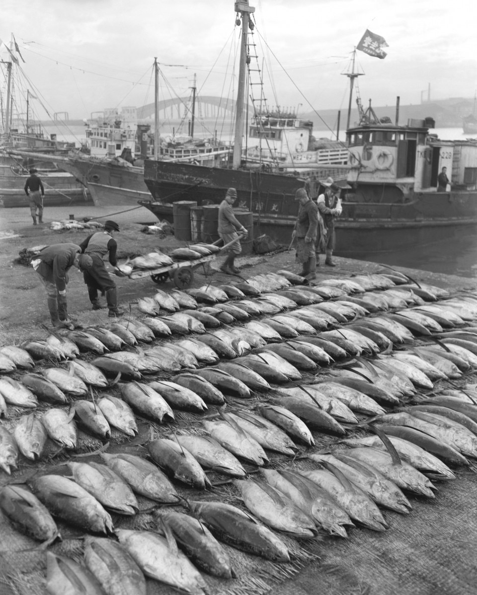 Harbor with fishing boats